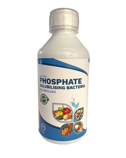 Phosphate Solubilising Bacteria